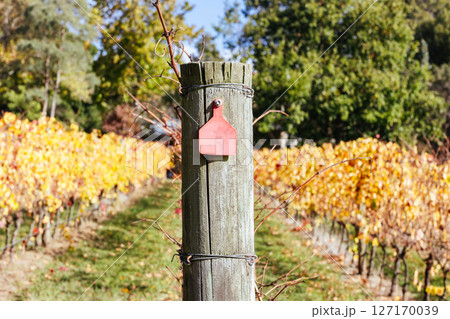 Mornington Peninsula Vines in Australia 127170039