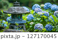 紫陽花と石灯籠が織りなす日本の庭園風景 127170045