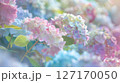 幻想的なパステルカラーの紫陽花 127170050