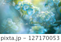 幻想的なパステルカラーの紫陽花 127170053