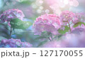 幻想的なパステルカラーの紫陽花 127170055