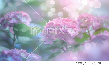 幻想的なパステルカラーの紫陽花 127170055