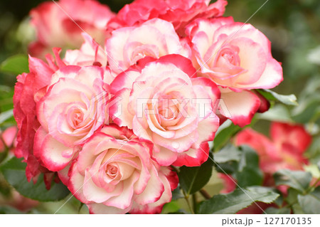 赤い縁取りの紅白の春のバラ 赤い縁取りの紅白の春のバラ 127170135