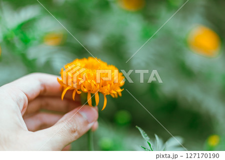 Close up Marigold flowers 127170190