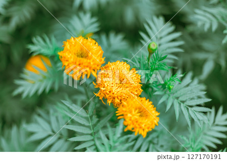 Close up Marigold flowers 127170191