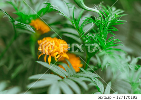 Close up Marigold flowers Close up Marigold flowers 127170192