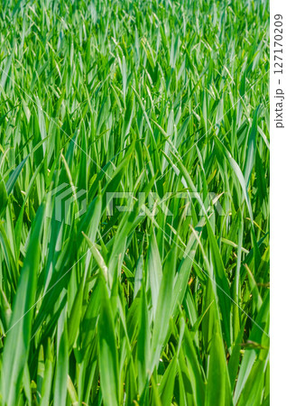 Close-up of lush green cornfield on a sunny summer day in countryside. High quality photo Close-up of lush green cornfield on a sunny summer day in countryside. High quality photo 127170209
