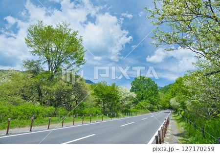 栃木県日光市　奥日光の戦場ヶ原を通る国道120号線 127170259