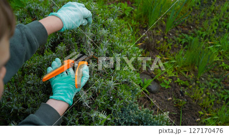 With gloved hands, shears are used to prune lavender bushes. Seasonal gardening work includes trimming. With gloved hands, shears are used to prune lavender bushes. Seasonal gardening work includes trimming. 127170476