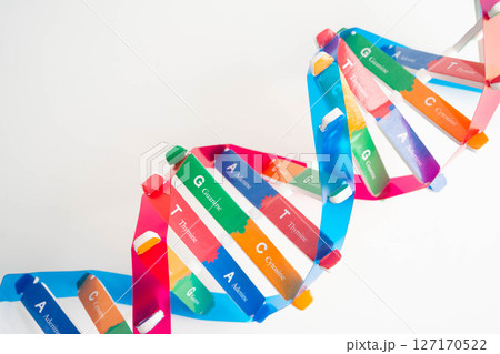 DNA molecule spiral structure model isolated on white background, chromosome and gene chemical science biology. 127170522