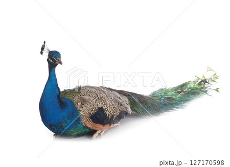 peacock in studio peacock in studio 127170598