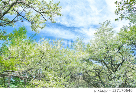 栃木県日光市　奥日光の戦場ヶ原に咲く満開のズミの花 127170646