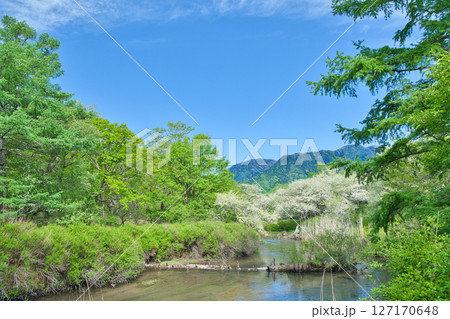 栃木県日光市　奥日光の戦場ヶ原に咲く満開のズミの花と湯川 127170648