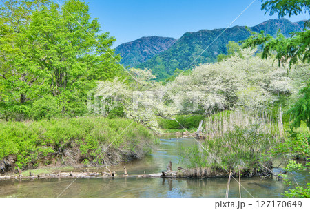 栃木県日光市　奥日光の戦場ヶ原に咲く満開のズミの花と湯川 127170649