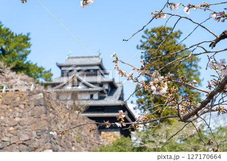 島根県　桜と国宝松江城の天守閣 127170664