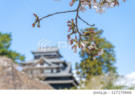 島根県　桜と国宝松江城の天守閣 127170666