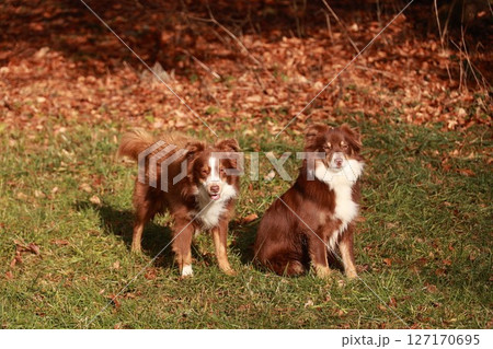 Two brown and white dogs are sitting in a grassy field 127170695
