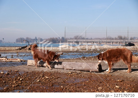 Two dogs are sniffing a log on a beach Two dogs are sniffing a log on a beach 127170710