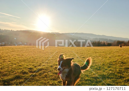 Dog is running in a field with the sun shining on it 127170711