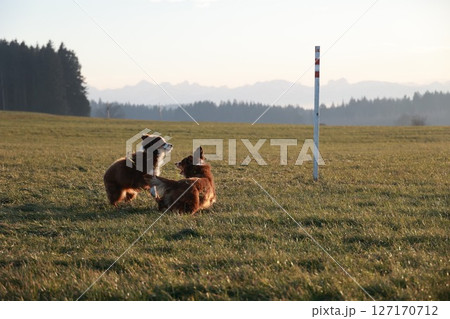 Two dogs are playing in a field 127170712