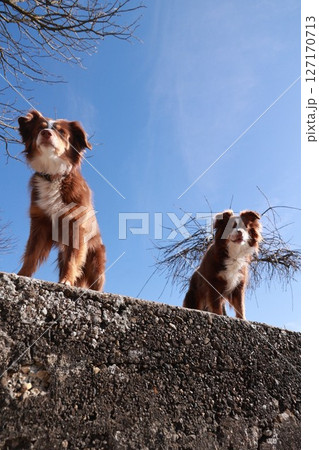 Two brown and white dogs are standing on a wall, looking up at the sky Two brown and white dogs are standing on a wall, looking up at the sky 127170713