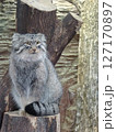 動物園　マヌルネコ　展示　縦 127170897