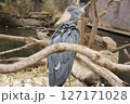 動物園　ハシビロコウ 127171028