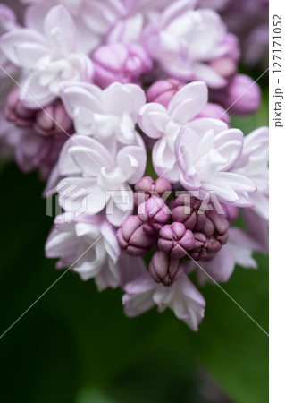 amazing beautiful terry soft violet lilac flowers blooming in garden. macro. spring season 127171052