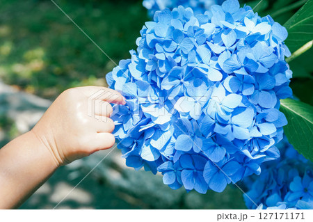 あじさいの花に触れる小さな手 あじさいの花に触れる小さな手 127171171