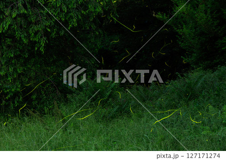 6月の群馬県の夜の蛍の光の光跡 127171274