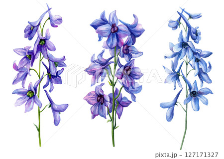 Watercolor Purple Delphinium Flowers Set. Hand Painted Botanical Floral Clipart for Wedding, Garden, Nature Design, greeting card 127171327