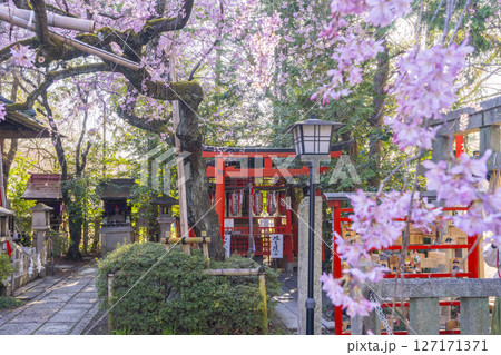 水火天満宮　紅しだれ桜（京都市上京区） 127171371