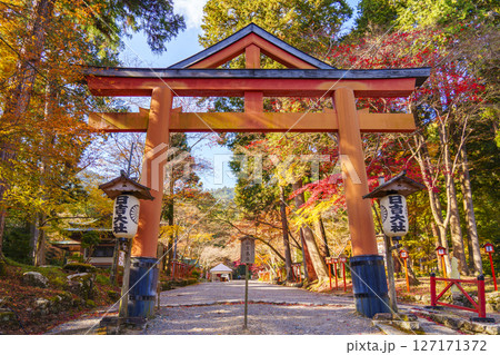 日吉神社　山王鳥居と紅葉（滋賀県大津市坂本） 127171372