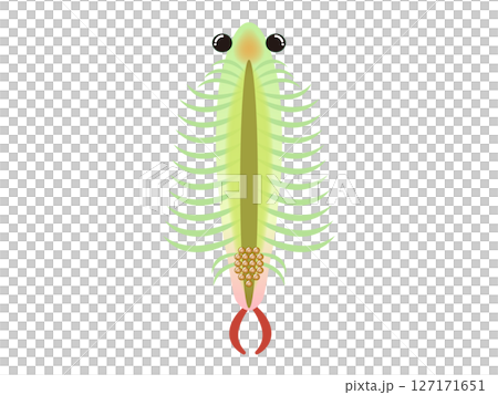 蝦子的可愛插圖資料2 127171651