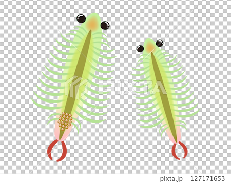 かわいいホウネンエビのイラスト素材4 127171653