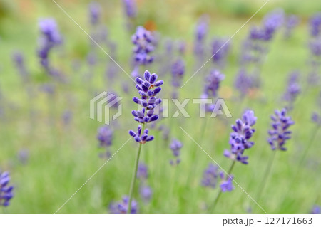 ラベンダー 127171663