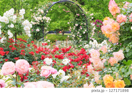 庄堺公園 満開のバラ園 庄堺公園 満開のバラ園 127171898