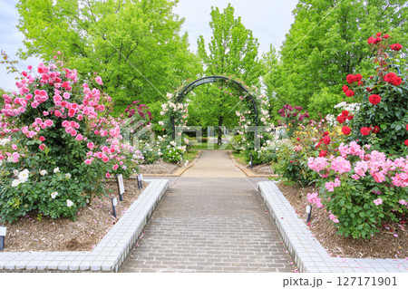 庄堺公園　満開のバラ園 127171901