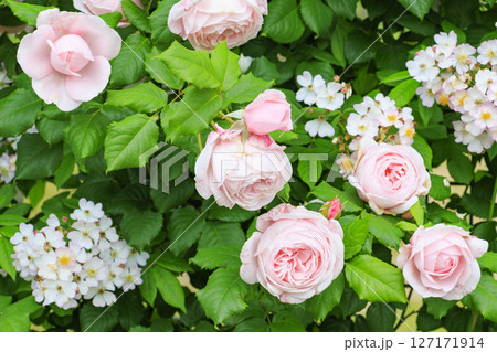 庄堺公園　満開のバラ園 127171914