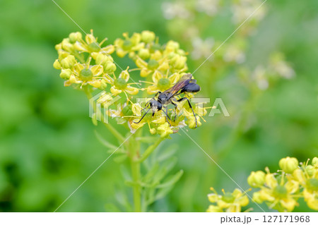 クロアナバチ クロアナバチ 127171968