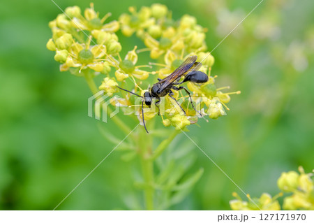クロアナバチ クロアナバチ 127171970