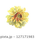 A watercolor illustration of yellow peony with delicate layers of petals isolated on a white background. Hand drawn. Ideal for botanical art, textile design, and springtime marketing materials. 127171983