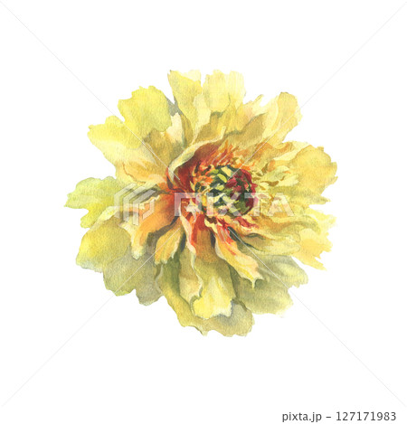 A watercolor illustration of yellow peony with delicate layers of petals isolated on a white background. Hand drawn. Ideal for botanical art, textile design, and springtime marketing materials. 127171983