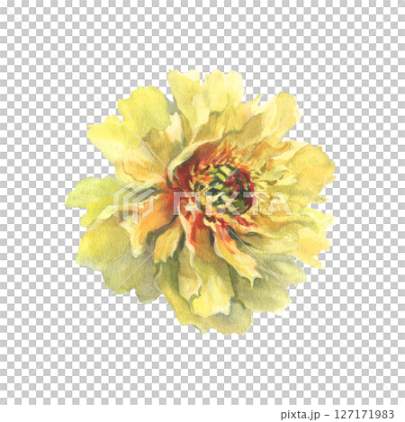 A watercolor illustration of yellow peony with delicate layers of petals isolated on a white background. Hand drawn. Ideal for botanical art, textile design, and springtime marketing materials. A watercolor illustration of yellow peony with delicate layers of petals isolated on a white background. Hand drawn. Ideal for botanical art, textile design, and springtime marketing materials. 127171983
