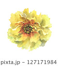 A watercolor illustration of yellow peony with delicate layers of petals isolated on a white background. Hand drawn. Ideal for botanical art, textile design, and springtime marketing materials. 127171984