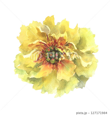 A watercolor illustration of yellow peony with delicate layers of petals isolated on a white background. Hand drawn. Ideal for botanical art, textile design, and springtime marketing materials. 127171984