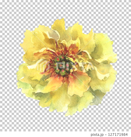 A watercolor illustration of yellow peony with delicate layers of petals isolated on a white background. Hand drawn. Ideal for botanical art, textile design, and springtime marketing materials. 127171984