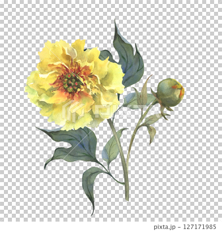 A watercolor illustration of yellow peony with delicate layers of petals isolated on a white background. Hand drawn. Ideal for botanical art, textile design, and springtime marketing materials. A watercolor illustration of yellow peony with delicate layers of petals isolated on a white background. Hand drawn. Ideal for botanical art, textile design, and springtime marketing materials. 127171985