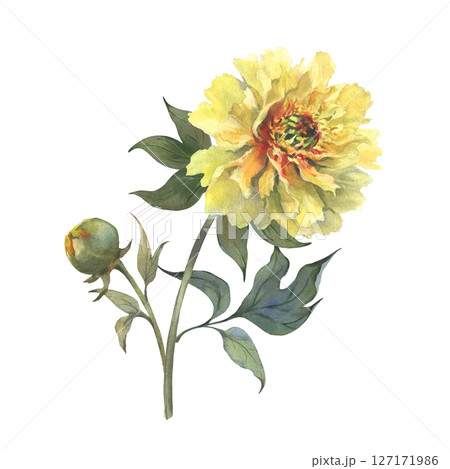 A watercolor illustration of yellow peony with delicate layers of petals isolated on a white background. Hand drawn. Ideal for botanical art, textile design, and springtime marketing materials. A watercolor illustration of yellow peony with delicate layers of petals isolated on a white background. Hand drawn. Ideal for botanical art, textile design, and springtime marketing materials. 127171986