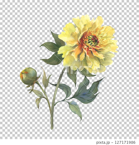 A watercolor illustration of yellow peony with delicate layers of petals isolated on a white background. Hand drawn. Ideal for botanical art, textile design, and springtime marketing materials. 127171986